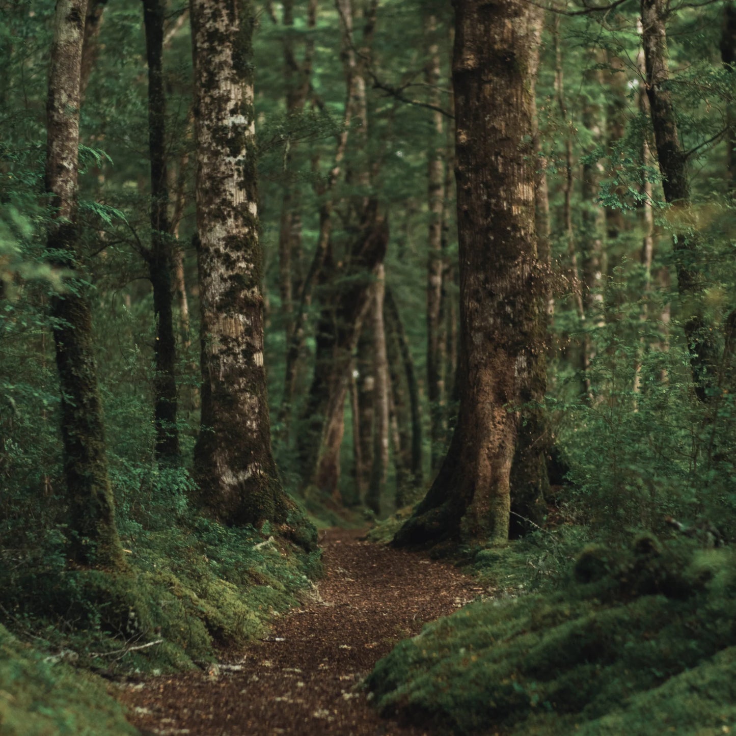 La Forêt • 100ml