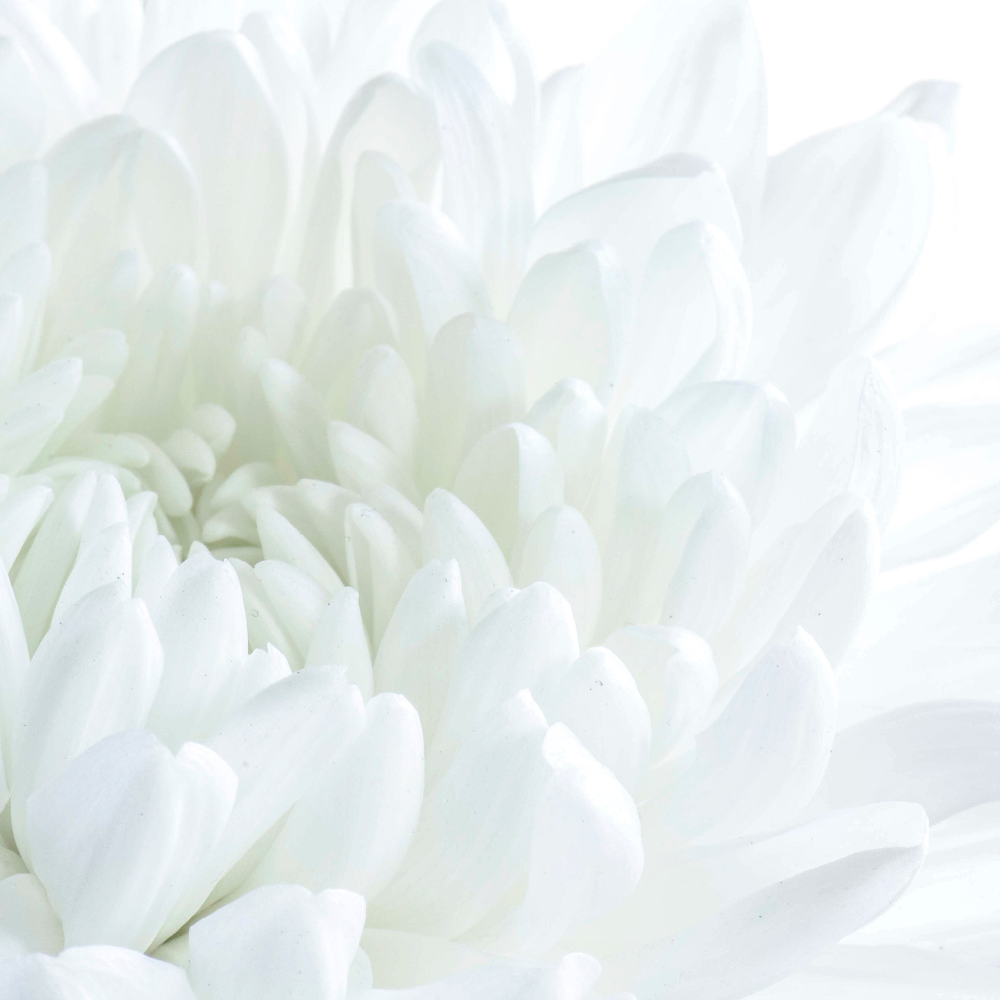Fleur Blanche (Solar Flower) • 100ml
